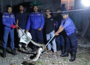 Tim Rescue Dinas Damkar dan Penyelamatan Kampar Berhasil Amankan Ular Piton Sepanjang 3 Meter