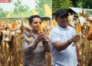 Bupati Rohul bersama Kapolres AKBP Emil Eka Putra Panen Raya Jagung Serentak Kuartal ll di Dua Lokas