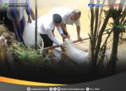 Bupati Rohul Hadiri Prosesi Penutupan Lubuk Larangan di Area Surau Suluk Al-Muqorrobah